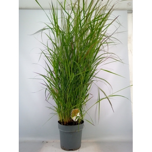 Panicum virgatum