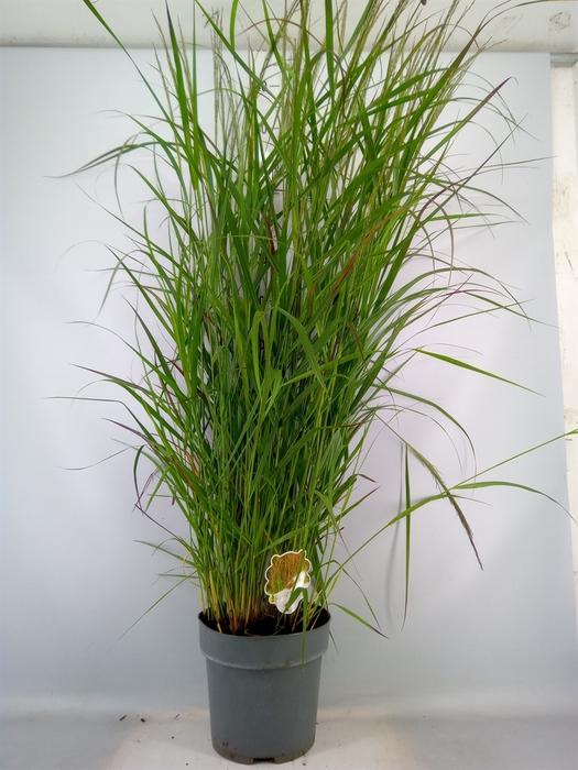 <h4>Panicum virgatum</h4>