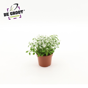 Euphorbia Loreen Compact White