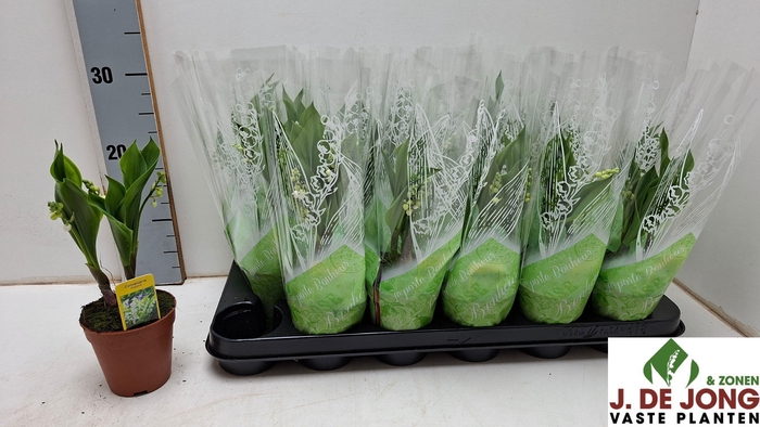 <h4>CONVALLARIA MAJALIS</h4>