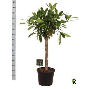 Ficus cyathistipula