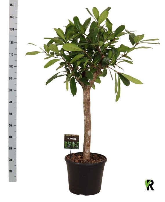 <h4>Ficus cyathistipula</h4>