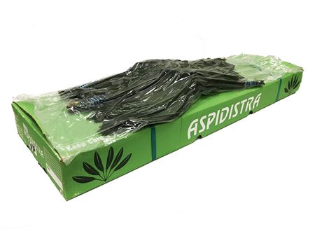 <h4>ASPIDISTRA 60 V P</h4>