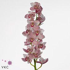 <h4>CYMB T CINDY 60 CM</h4>