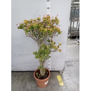 Crassula ovata 'Sunset'