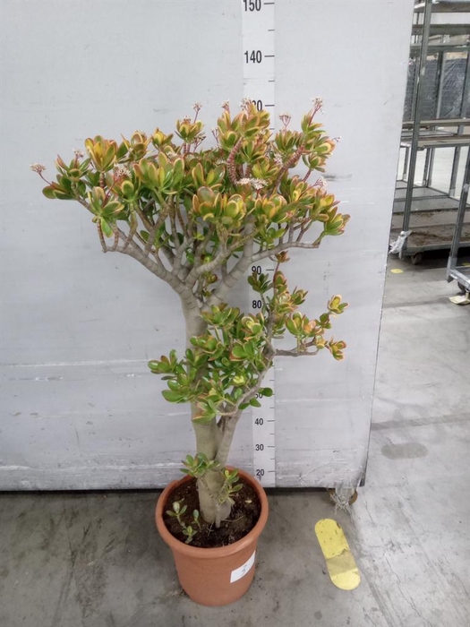 <h4>Crassula ovata 'Sunset'</h4>