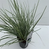 Carex 'Everest'