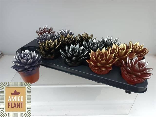 <h4>ECHEV MIRANDA</h4>