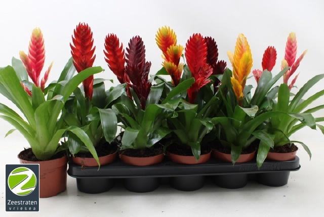 <h4>VRIES GEM 6 SRT</h4>