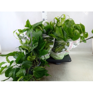 Epipremnum   ...