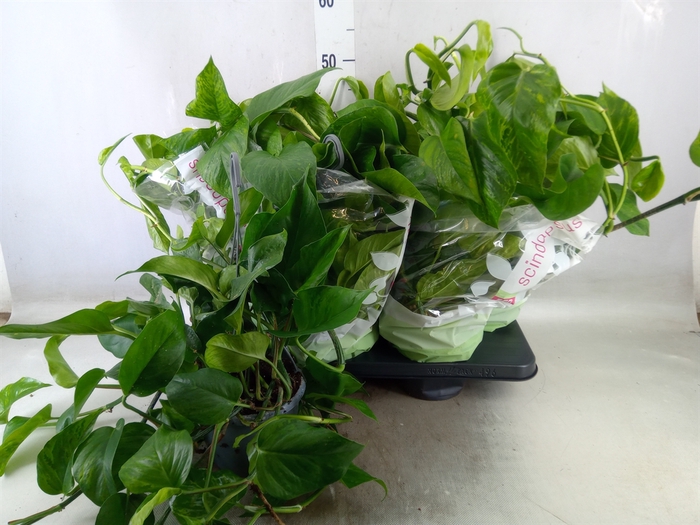 <h4>Epipremnum   ...</h4>