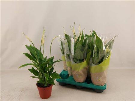 <h4>Spath Torelli 5+</h4>