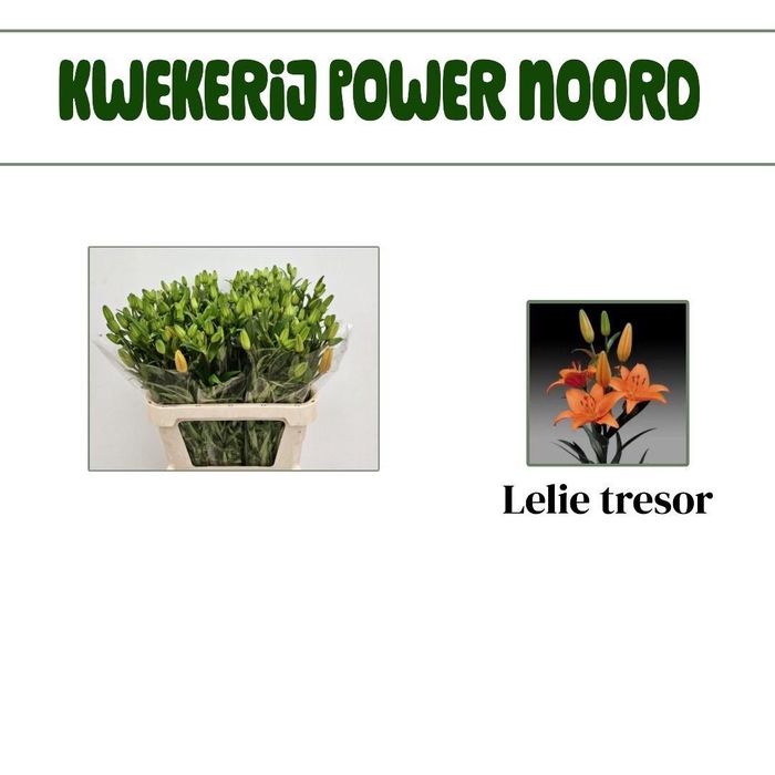 <h4>LI AS TRESOR</h4>