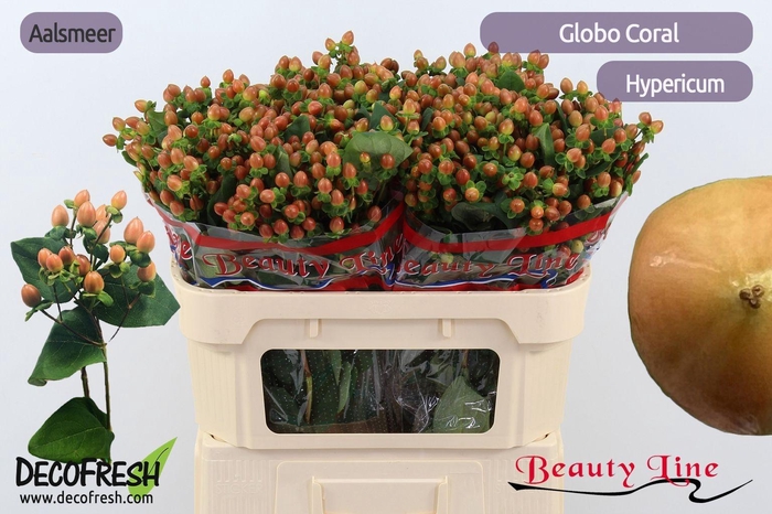 <h4>HYP GLOBO CORAL</h4>