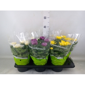 Chrysanthemum  'Cosmo'  ..mix