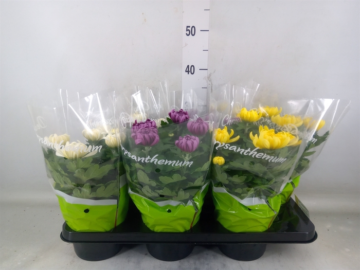 <h4>Chrysanthemum  'Cosmo'  ..mix</h4>