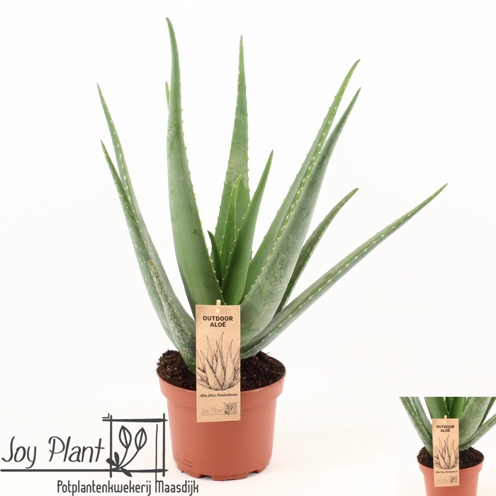 <h4>ALOE VERA</h4>