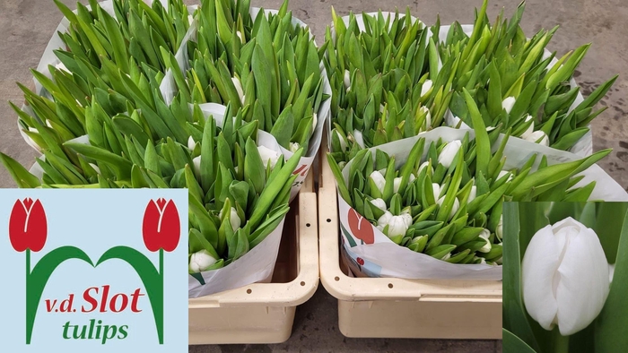 <h4>TU EN ROYAL VIRGIN</h4>