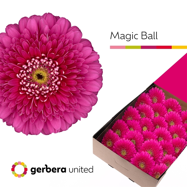<h4>Ge Gr Pomponi Magic Ball Box United</h4>