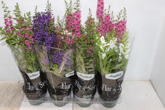 <h4>ANGELONIA P14 VARIADO</h4>