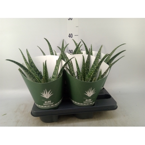 Aloe  'Tropical'