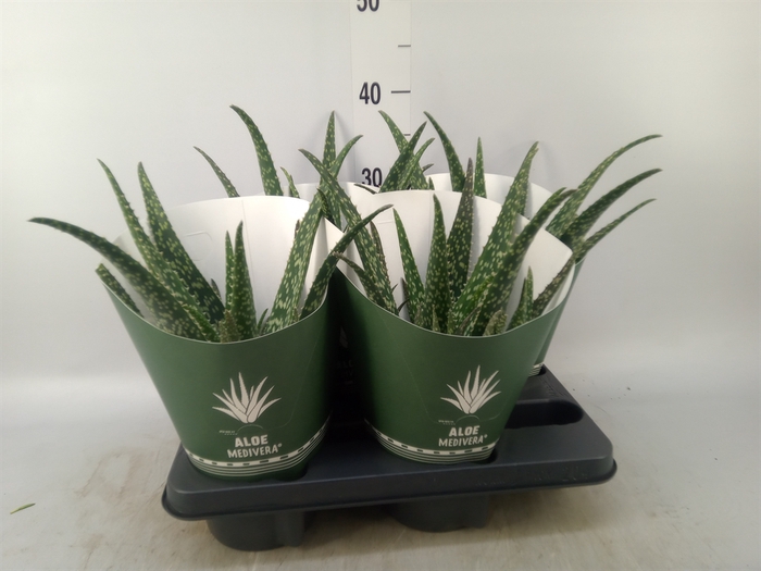 <h4>Aloe  'Tropical'</h4>