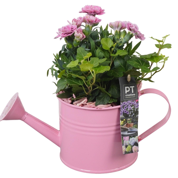 <h4>PTPP6910 Arrangement Patio in metalen gieter</h4>