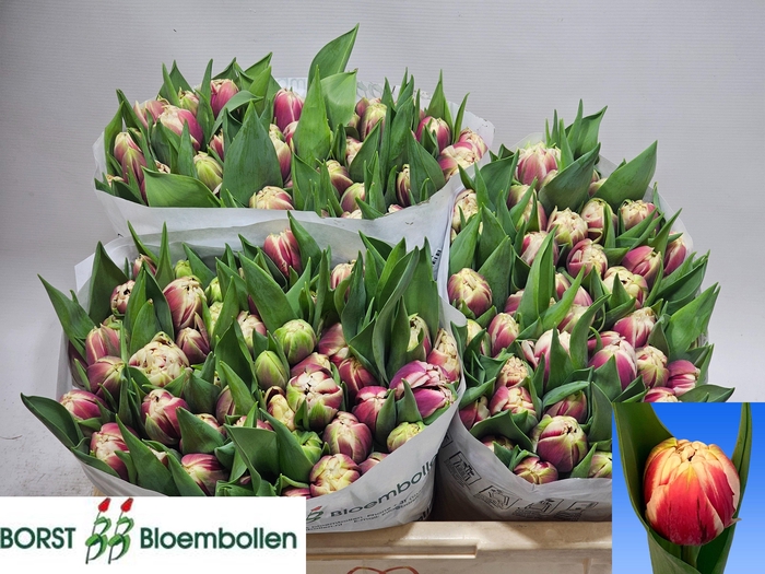 <h4>TU DU GIBRALTAR</h4>