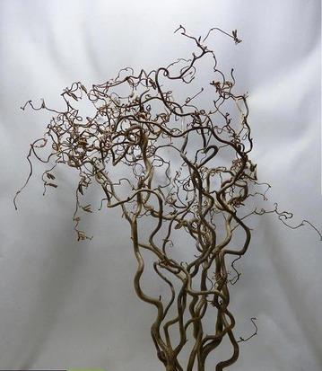 CORYL AV CONTORTA 2 JARIG 100CM