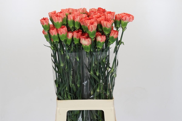 <h4>Dianthus St Arno</h4>