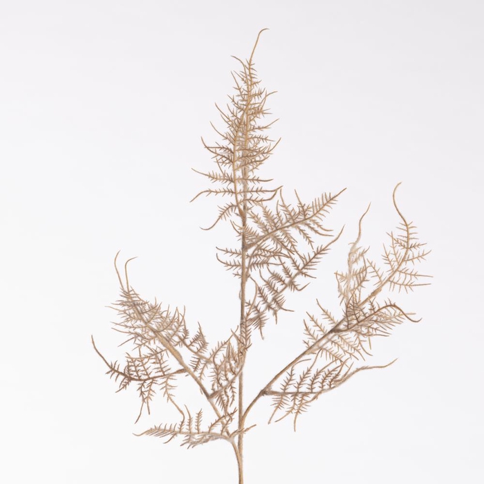 <h4>AF Aspa x3 Dried 86cm D.Yellow</h4>