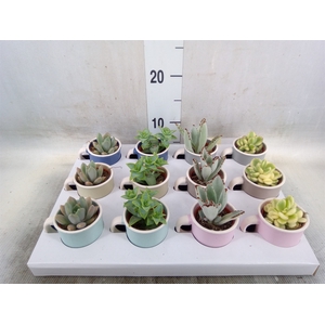Succulents   ...