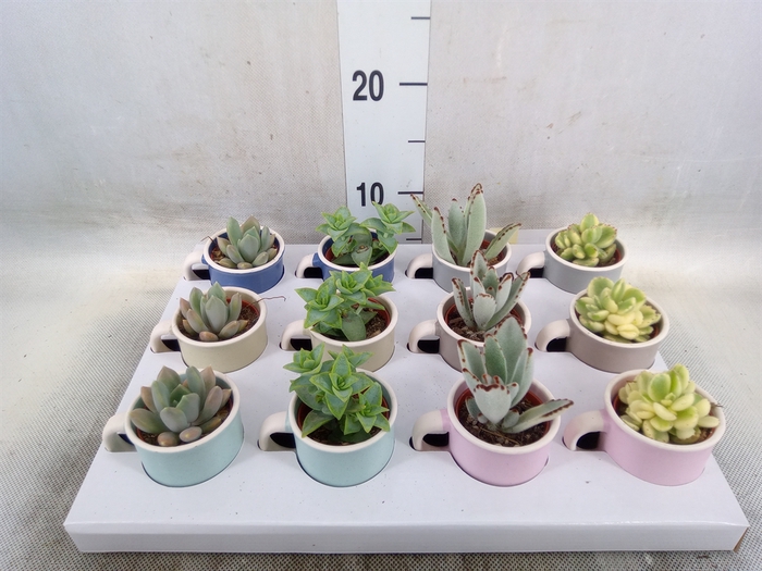 <h4>Succulents   ...</h4>