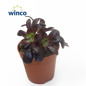 Aeonium Schwartzkopf Bonsai