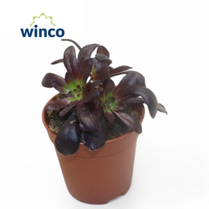 Aeonium Schwartzkopf Bonsai