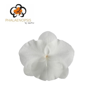 Phalaenopsis  'White Serenity'