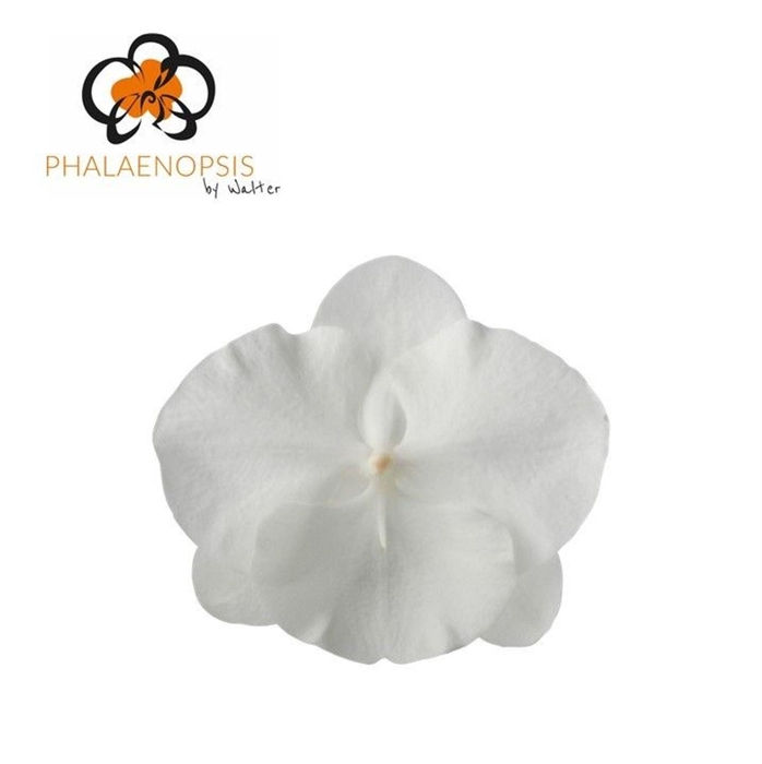 <h4>Phalaenopsis  'White Serenity'</h4>