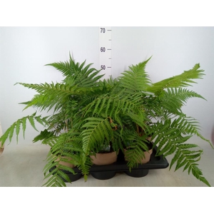 Dicksonia antarctica