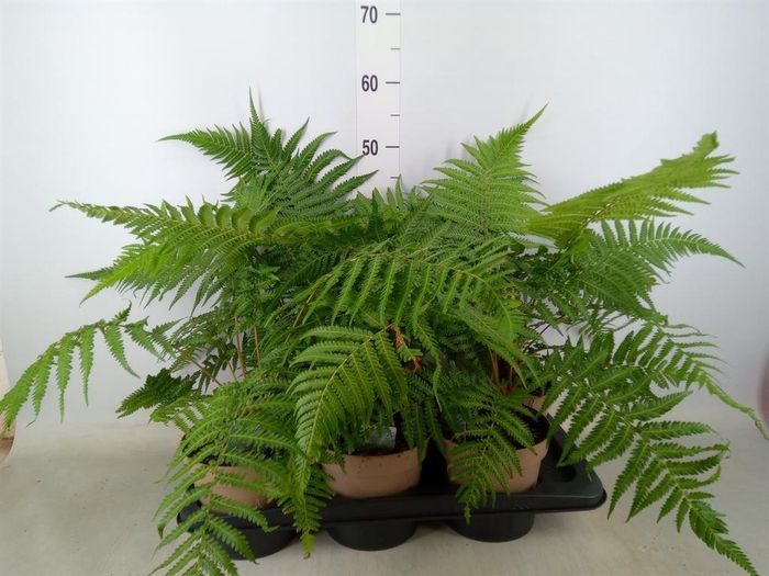 <h4>Dicksonia antarctica</h4>