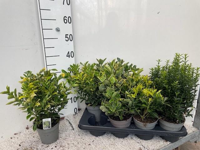 <h4>EUONYMUS JAP GEM</h4>