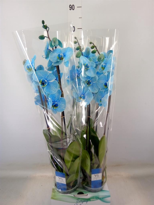 <h4>Phalaenopsis   ...</h4>