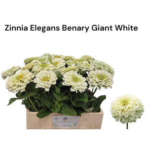 ZINNIA ELEGANS