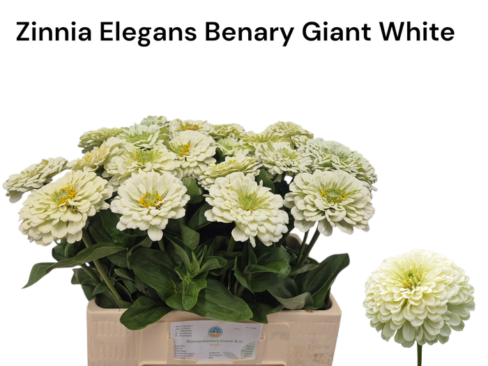 <h4>ZINNIA ELEGANS</h4>