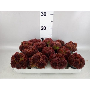 Sempervivum   ...