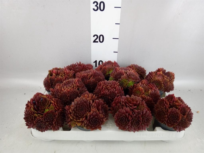<h4>Sempervivum   ...</h4>