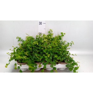 Ficus pumila 'Sunny Green'