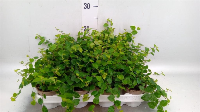 <h4>Ficus pumila 'Sunny Green'</h4>