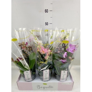 Phalaenopsis multi.   ...mix