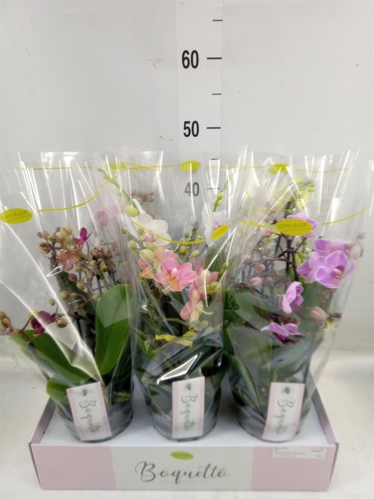<h4>Phalaenopsis multi. ...mix</h4>