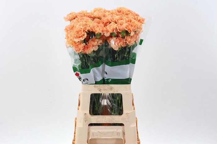 <h4>Di St Caramel Cowboy</h4>